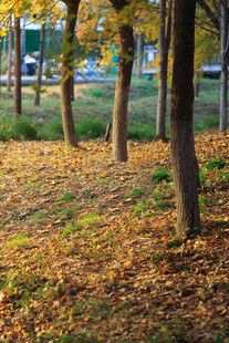 秋日林间落叶美景