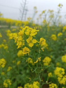 油菜花