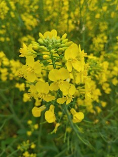 油菜花
