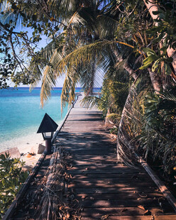 海边林荫小道的静谧美景