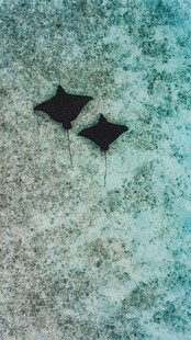 水面上的两片黑色叶子