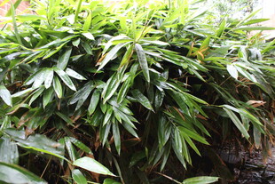 阔叶箬竹