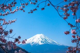 富士山下烂漫樱花绽放