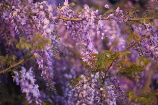 浪漫紫藤花绽放美景