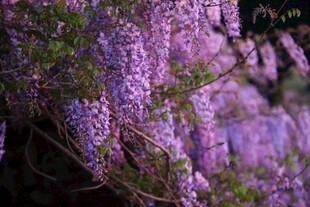 浪漫紫藤花绽放