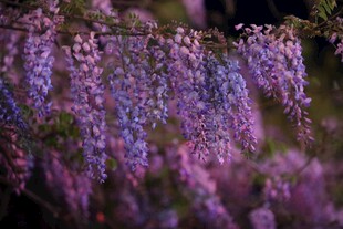 浪漫紫藤花绽放