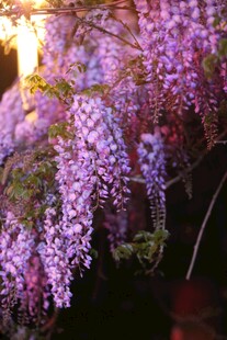 垂挂的浪漫紫藤花