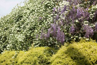 多彩繁茂的绿植景观