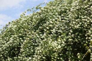 繁茂白花植物景观