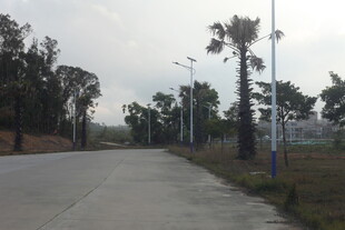 湛江乡村宽阔道路与林立树木