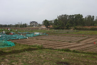 湛江田野农田景观图