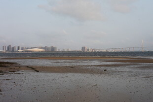 湛江冬日河畔浅滩风景