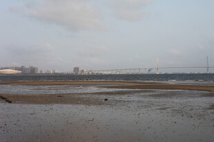 湛江海边滩涂风景