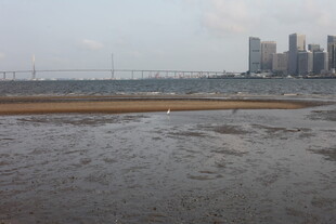湛江城市边的滩涂景观
