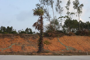 湛江路边土坡与孤树景观