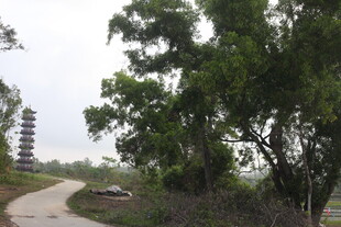 湛江乡间小路旁的古塔与绿树