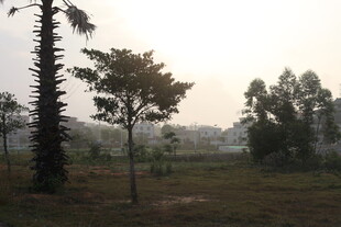 湛江乡村田野树木风景图