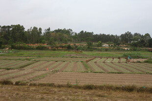 湛江田野风光 农田与树林景致