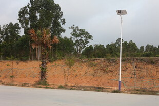 湛江户外空旷道路旁树木场景