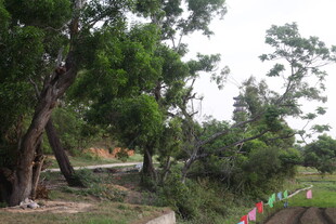 湛江绿意盎然的户外树林景观