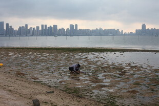湛江城市边滩涂处的劳动者