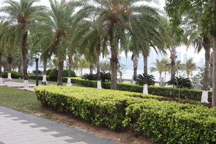 湛江海滨棕榈树与绿植景观