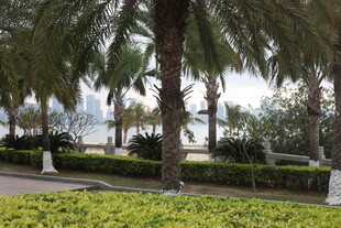 湛江热带棕榈树景观