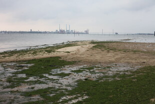 湛江海边滩涂景象