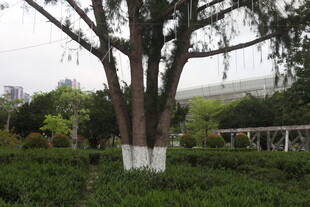 湛江公园中粗壮的树木景观