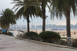 湛江海滨棕榈树旁的休闲步道