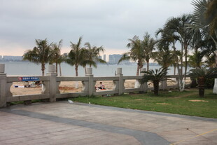 湛江海滨步道旁的葱郁棕榈树