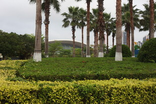 湛江园林中的棕榈树与绿植景观