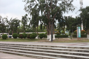 湛江户外阶梯旁的绿树景观