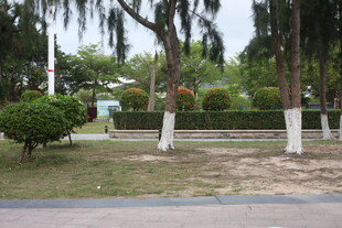 湛江城市街边绿树与修剪灌木