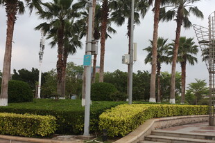 湛江城市中的棕榈树与绿植景观