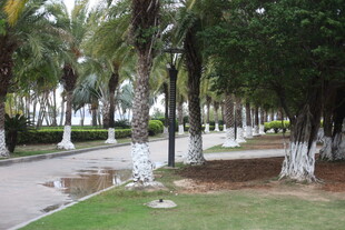 湛江公园林荫小道景观