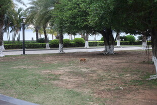 湛江公园内的绿树与开阔草地