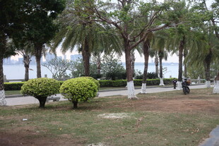 湛江海滨公园绿树与灌木景观