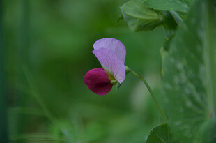 紫色豌豆花特写