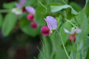 紫色豌豆花与果实特写
