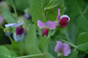 娇艳豌豆花绽放绿叶间