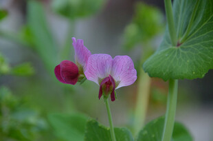 娇艳豌豆花