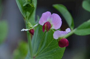 娇艳豌豆花绽放