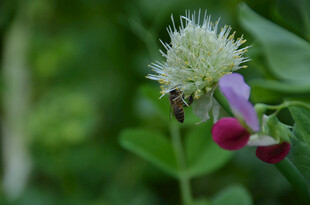 白色小花旁的蜜蜂与豌豆花