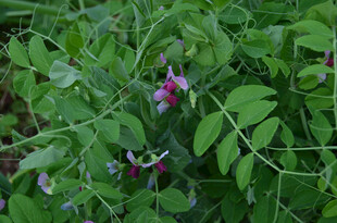 绿叶间的娇艳豌豆花紫花