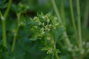 芹菜花嫩绿植物特写