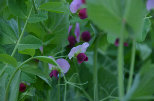 紫色豌豆花绽放于绿叶间