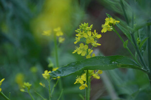 田野中的黄色油菜花小花