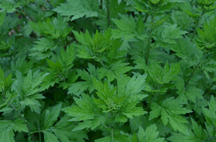 翠绿繁茂的艾草植物叶片