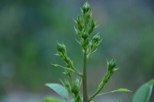 嫩绿植物枝芽花骨朵特写